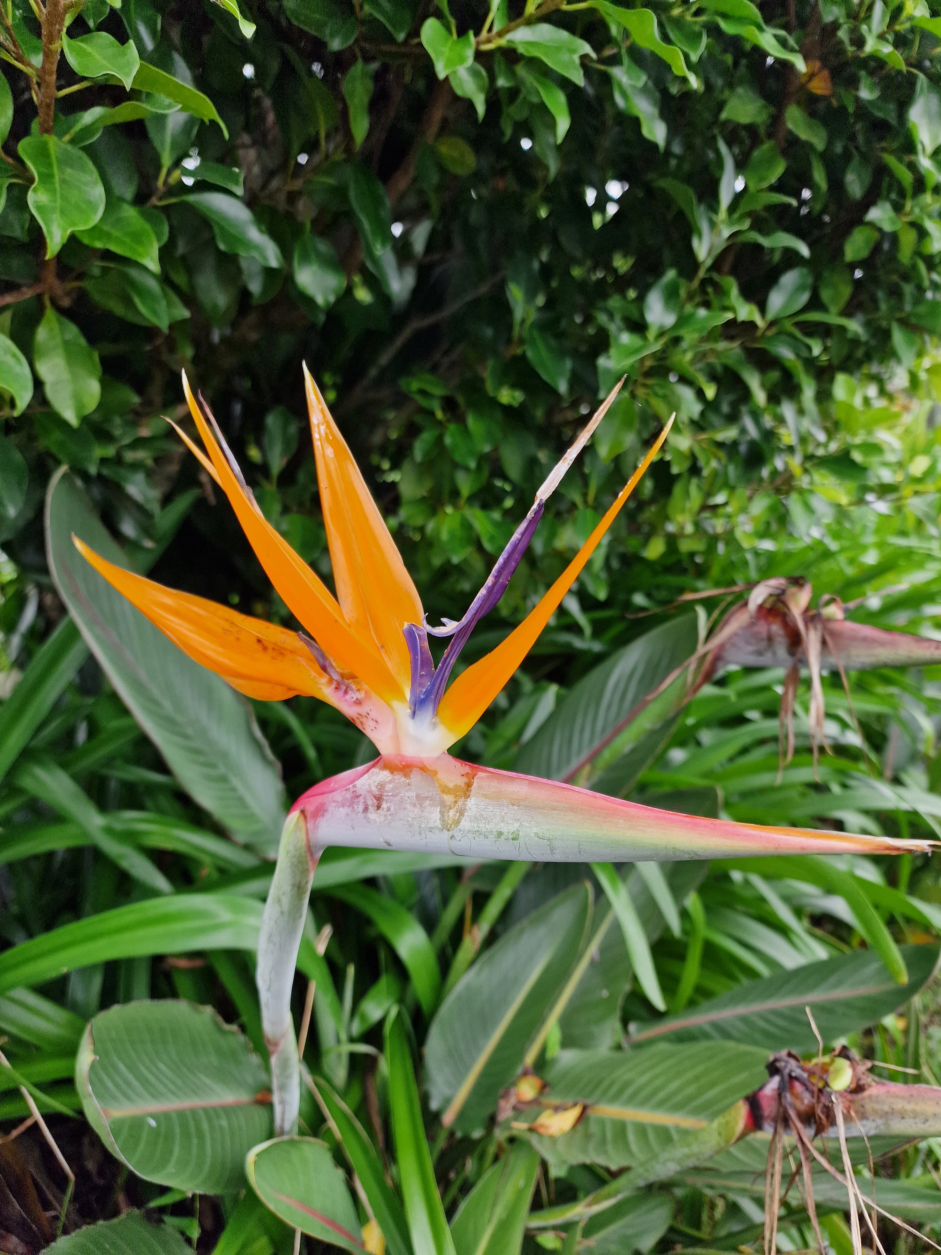 Tropical plants and orchids in Costa Rica cloud forest