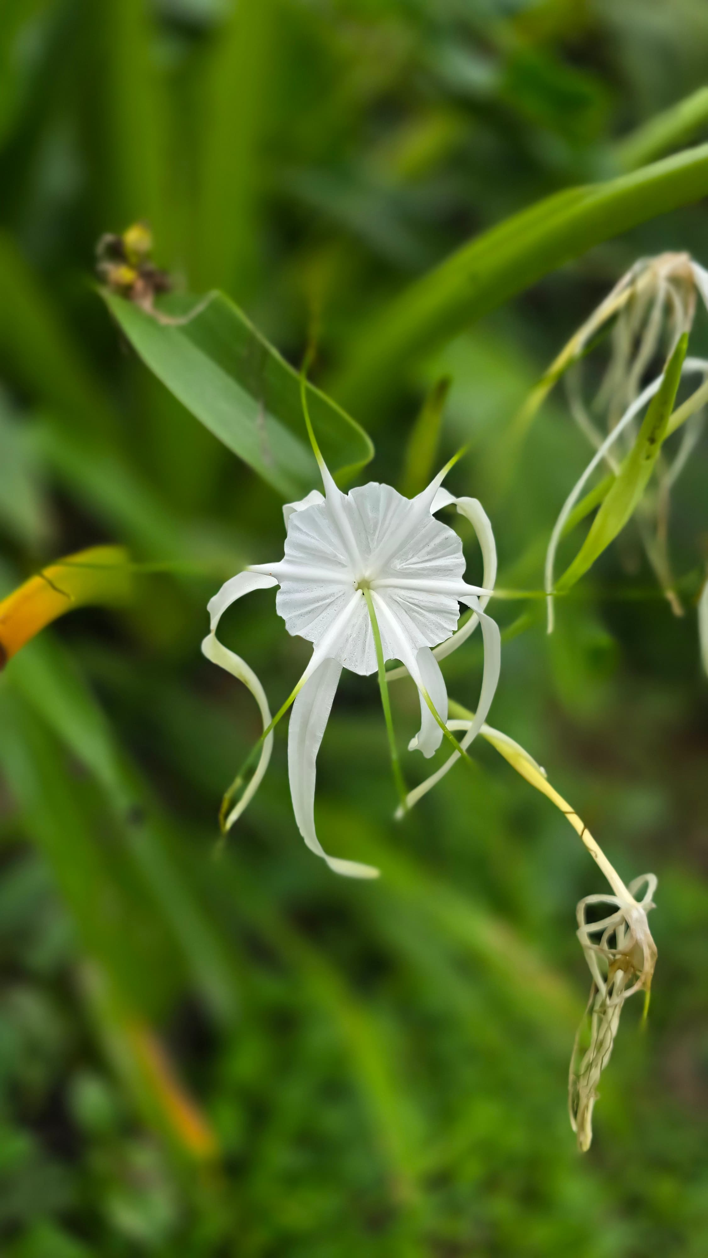 Tropical orchids and flowers in Costa Rica cloud forest