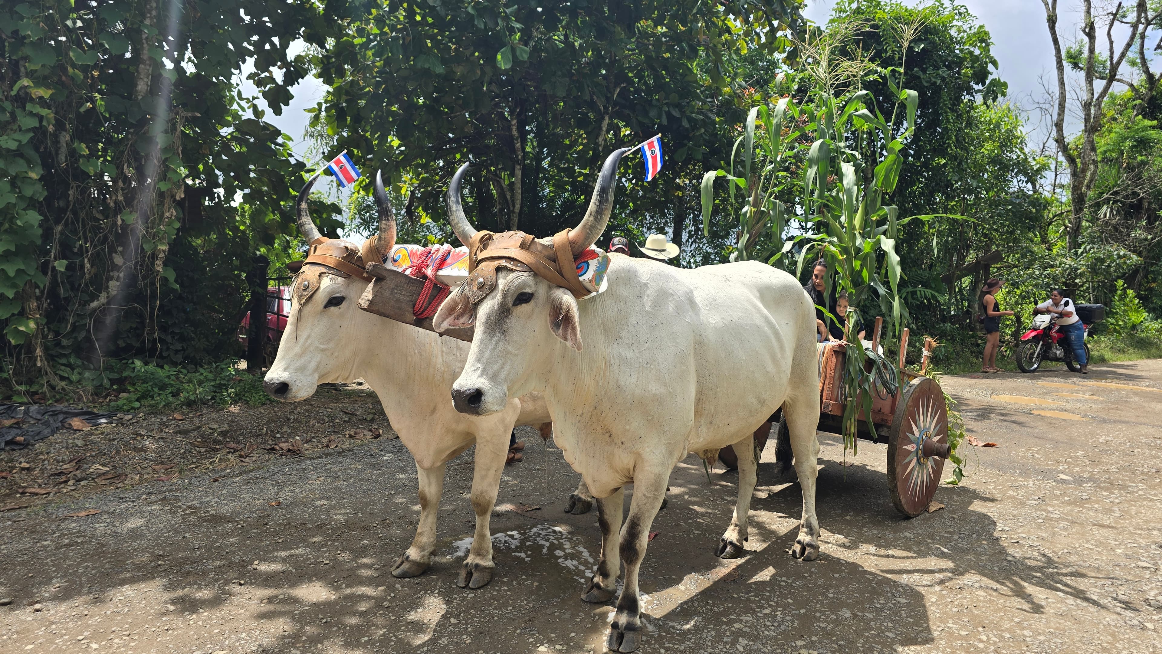Traditional Costa Rican fiesta with horses and locals